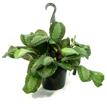 Load image into Gallery viewer, Maranta, 8in, Silver Band, HB