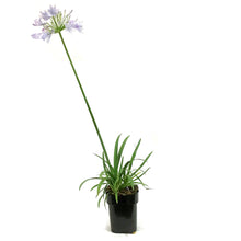 Load image into Gallery viewer, AGAPANTHUS, 5IN