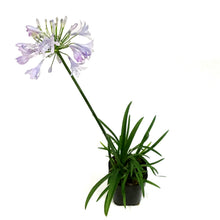 Load image into Gallery viewer, AGAPANTHUS, 5IN