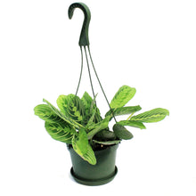 Load image into Gallery viewer, Maranta, 6in, Lemon, HB