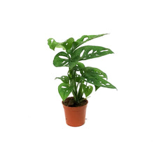 Load image into Gallery viewer, Philo, 2.5in, Swiss Cheese