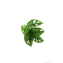 Load image into Gallery viewer, Philo, 2.5in, Swiss Cheese