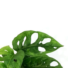 Load image into Gallery viewer, Philo, 2.5in, Swiss Cheese