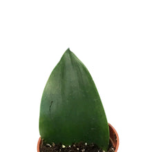 Load image into Gallery viewer, Sansevieria, 2.5in, Koi Fin
