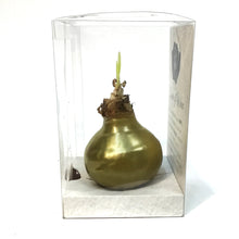 Load image into Gallery viewer, Amaryllis Bulb Kit, Waxed, White