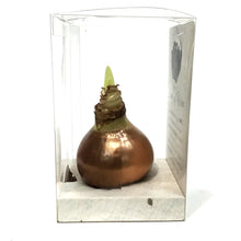 Load image into Gallery viewer, Amaryllis Bulb Kit, Waxed, White