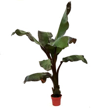 Load image into Gallery viewer, Banana, 10in, Ensete Maurelli, Abyssinian
