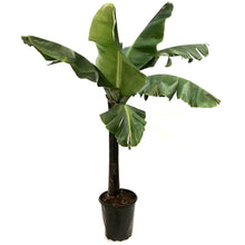 Load image into Gallery viewer, Banana, 10in, Dwarf Musa Oriental