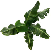 Load image into Gallery viewer, Banana, 10in, Dwarf Musa Oriental
