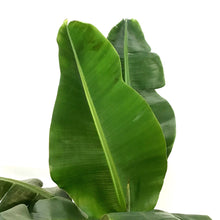 Load image into Gallery viewer, Banana, 10in, Dwarf Musa Oriental
