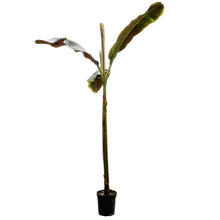 Load image into Gallery viewer, Banana, 10in, Musa 'Siam Ruby'