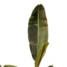 Load image into Gallery viewer, Banana, 10in, Musa 'Siam Ruby'