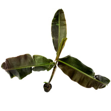 Load image into Gallery viewer, Banana, 10in, Musa 'Siam Ruby'