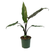 Load image into Gallery viewer, Alocasia, 4in, Lauterbachiana Purple Sword