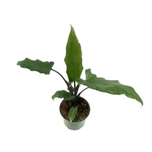 Load image into Gallery viewer, Alocasia, 4in, Lauterbachiana Purple Sword