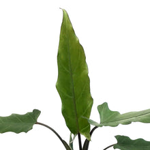 Load image into Gallery viewer, Alocasia, 4in, Lauterbachiana Purple Sword