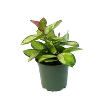 Load image into Gallery viewer, Hoya, 4in, Australis Grande V