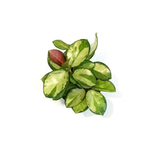 Load image into Gallery viewer, Hoya, 4in, Australis Grande V