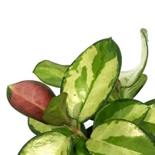 Load image into Gallery viewer, Hoya, 4in, Australis Grande V