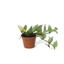 Load image into Gallery viewer, Hoya, 2.25in,Khroniana Silver