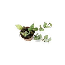 Load image into Gallery viewer, Hoya, 2.25in,Khroniana Silver