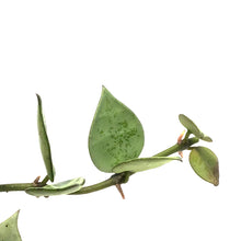 Load image into Gallery viewer, Hoya, 2.25in,Khroniana Silver