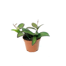 Load image into Gallery viewer, Hoya, 2.25in, Rosita