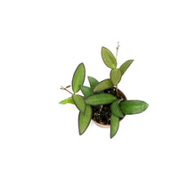 Load image into Gallery viewer, Hoya, 2.25in, Rosita