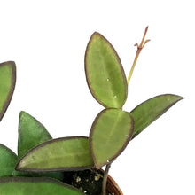 Load image into Gallery viewer, Hoya, 2.25in, Rosita