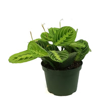 Load image into Gallery viewer, Maranta, 6in, Lemon,