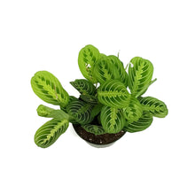 Load image into Gallery viewer, Maranta, 6in, Lemon,