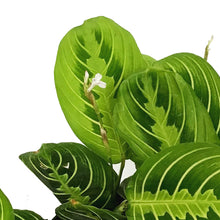 Load image into Gallery viewer, Maranta, 6in, Lemon,