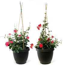 Load image into Gallery viewer, Dipladenia, 15in, Planter