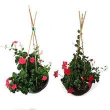 Load image into Gallery viewer, Dipladenia, 15in, Planter