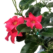 Load image into Gallery viewer, Dipladenia, 15in, Planter