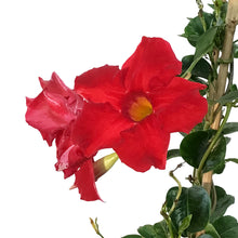 Load image into Gallery viewer, Dipladenia, 15in, Planter