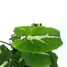 Load image into Gallery viewer, Syngonium, 4in, Black Velvet