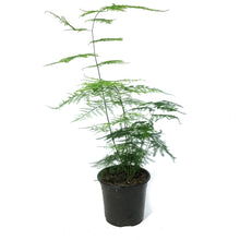 Load image into Gallery viewer, Fern,4in, Plumosus