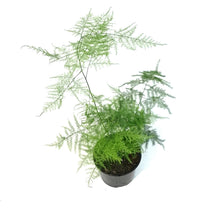 Load image into Gallery viewer, Fern,4in, Plumosus