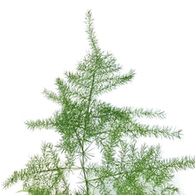 Load image into Gallery viewer, Fern,4in, Plumosus