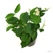 Load image into Gallery viewer, Jasmine, 4in