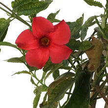 Load image into Gallery viewer, Mandavilla, 1Gal, Trellis