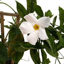 Load image into Gallery viewer, Mandavilla, 1Gal, Trellis