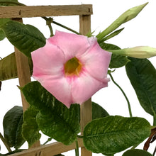 Load image into Gallery viewer, Mandavilla, 1Gal, Trellis