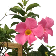 Load image into Gallery viewer, Mandavilla, 1Gal, Trellis