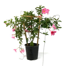 Load image into Gallery viewer, Mandavilla, 1Gal, Trellis