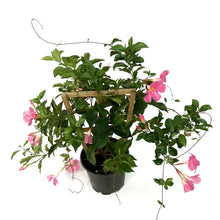 Load image into Gallery viewer, Mandavilla, 1Gal, Trellis