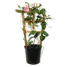 Load image into Gallery viewer, Mandavilla, 10in, Trellis