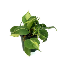 Load image into Gallery viewer, Philodendron, 4in, Brasil