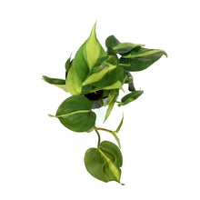 Load image into Gallery viewer, Philodendron, 4in, Brasil